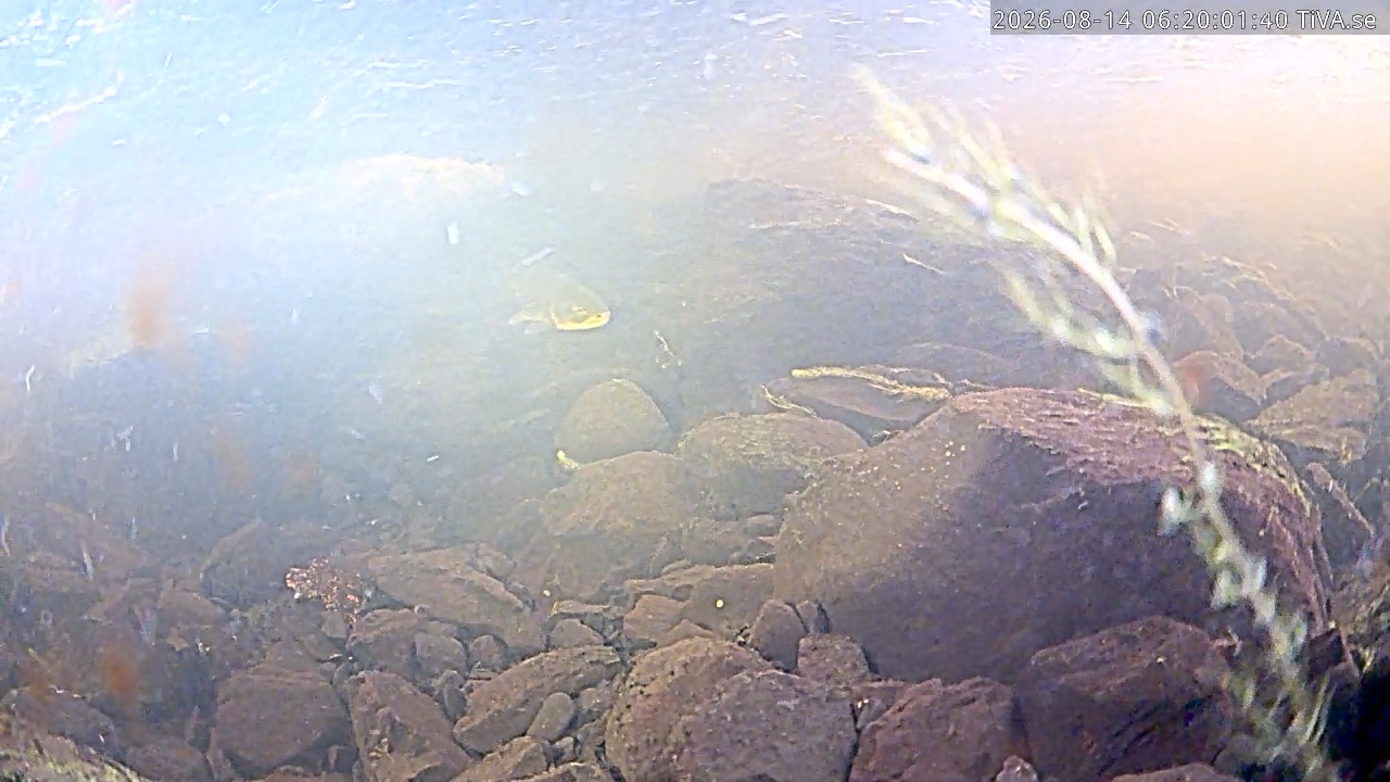 Video 2026-08-14 06:22