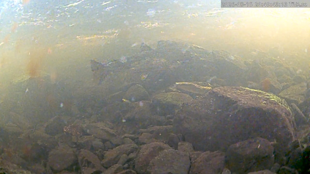 Video 2026-08-15 20:49