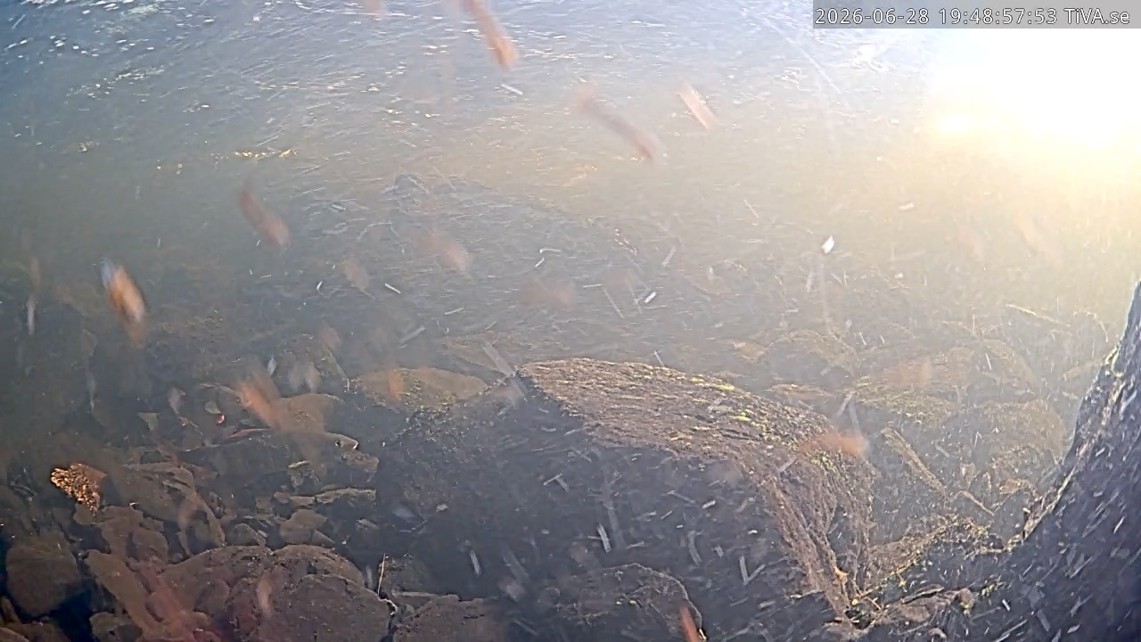 Video 2026-06-28 19:49