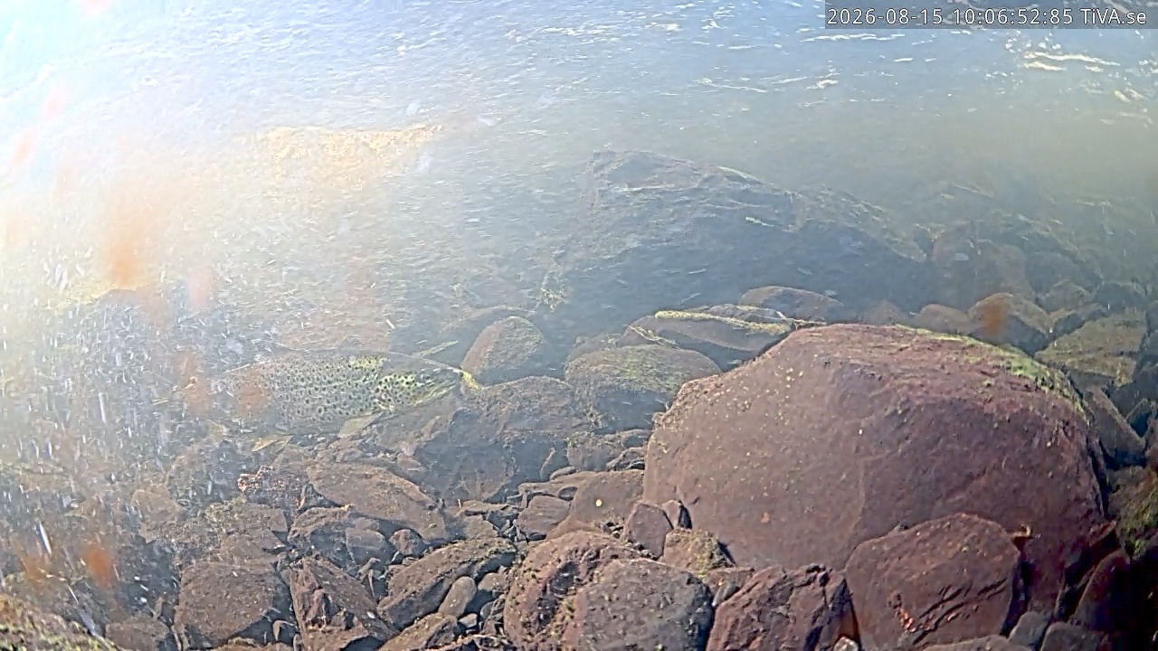 Video 2026-08-15 10:09