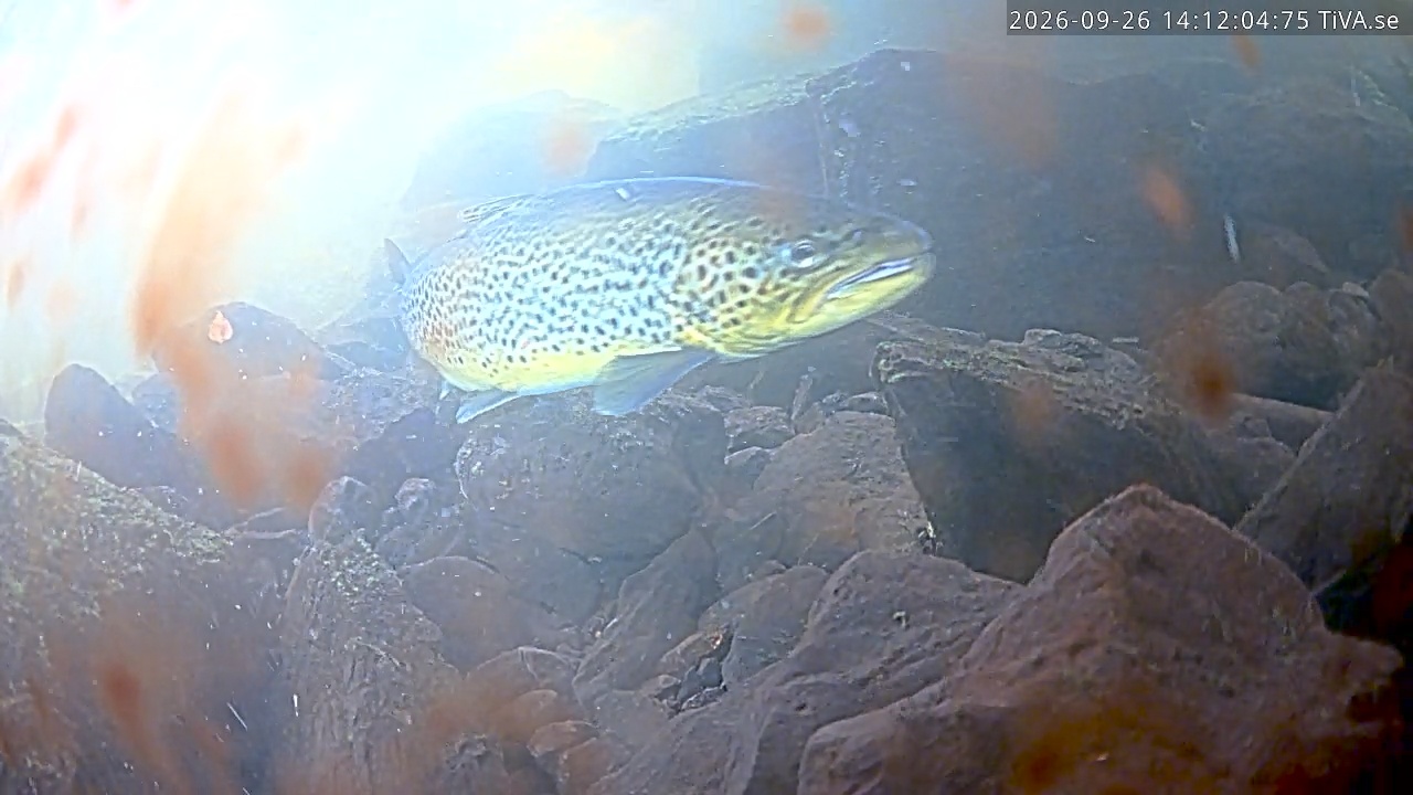 Video 2026-09-26 14:12