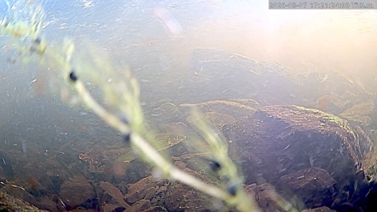 Video 2026-08-07 17:21