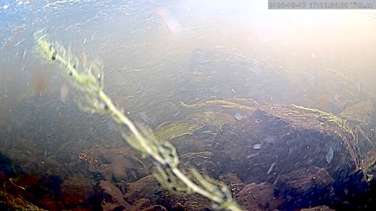 Video 2026-08-07 17:16