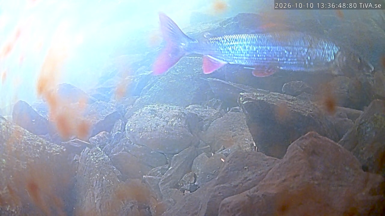 Video 2026-10-10 13:36