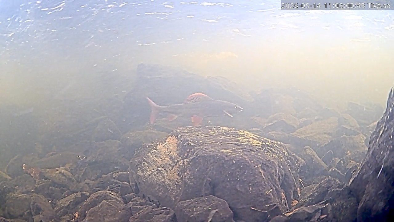 Video 2026-05-14 11:03