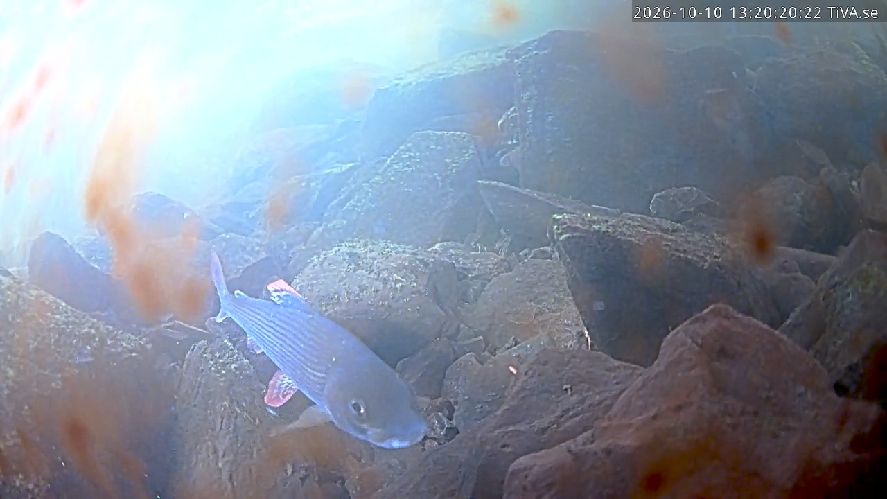Video 2026-10-10 13:20