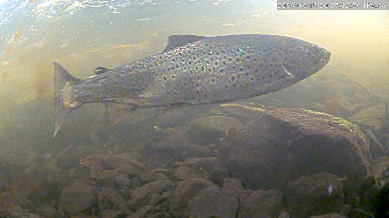 Video 2026-08-15 20:57
