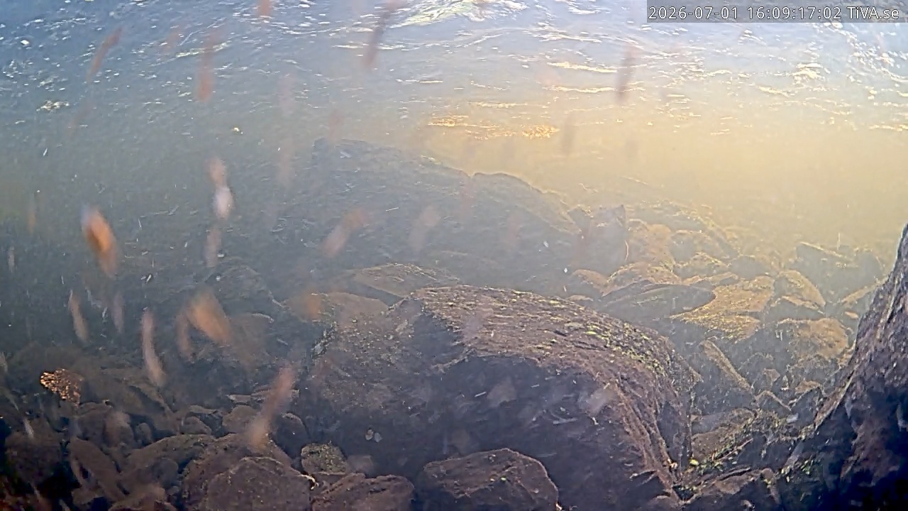 Video 2026-07-01 16:09