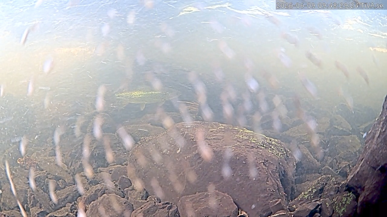 Video 2026-06-09 09:48