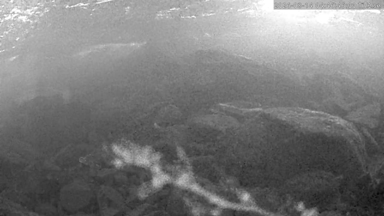 Video 2026-08-14 04:46