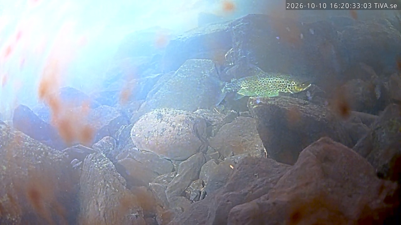 Video 2026-10-10 16:20