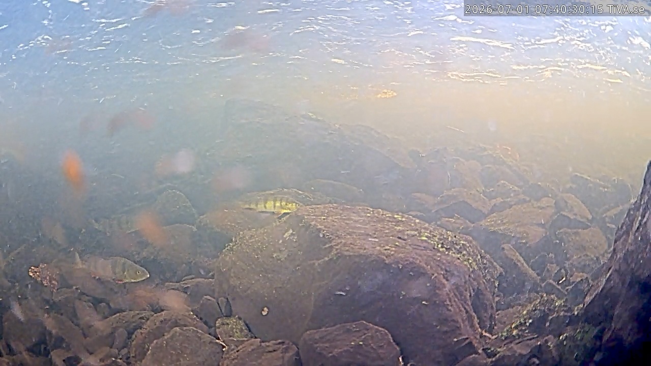 Video 2026-07-01 07:40