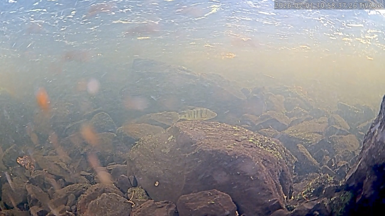 Video 2026-07-01 10:58