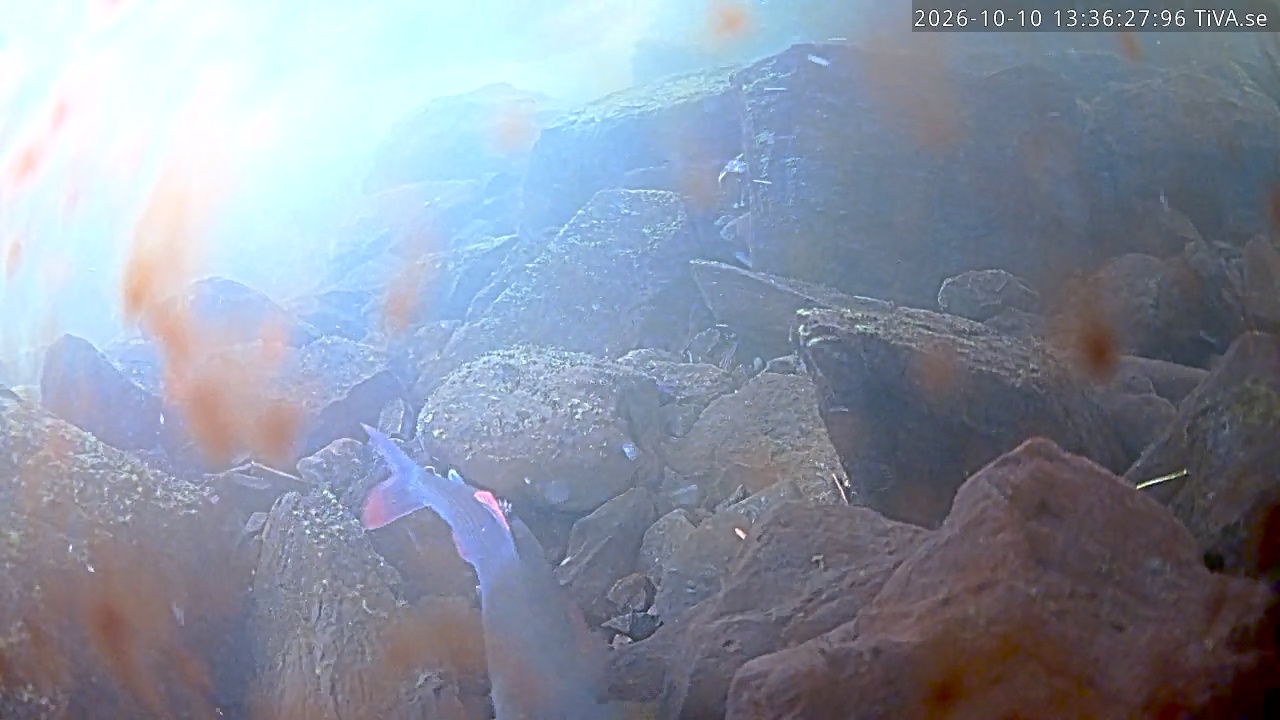 Video 2026-10-10 13:36