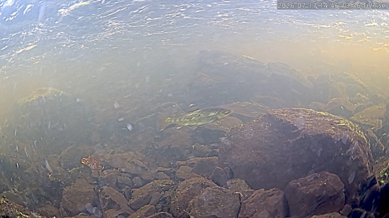 Video 2026-07-17 14:46