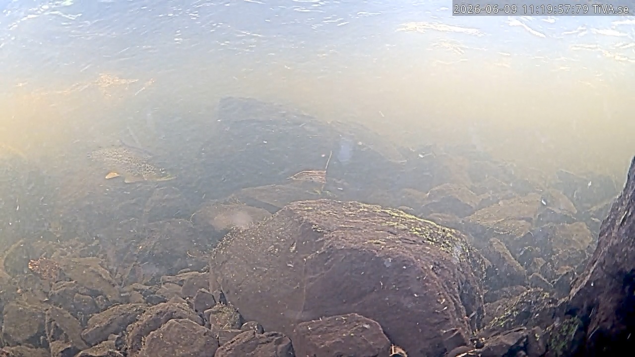 Video 2026-06-09 11:21