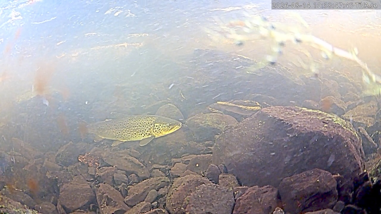 Video 2026-08-14 10:45