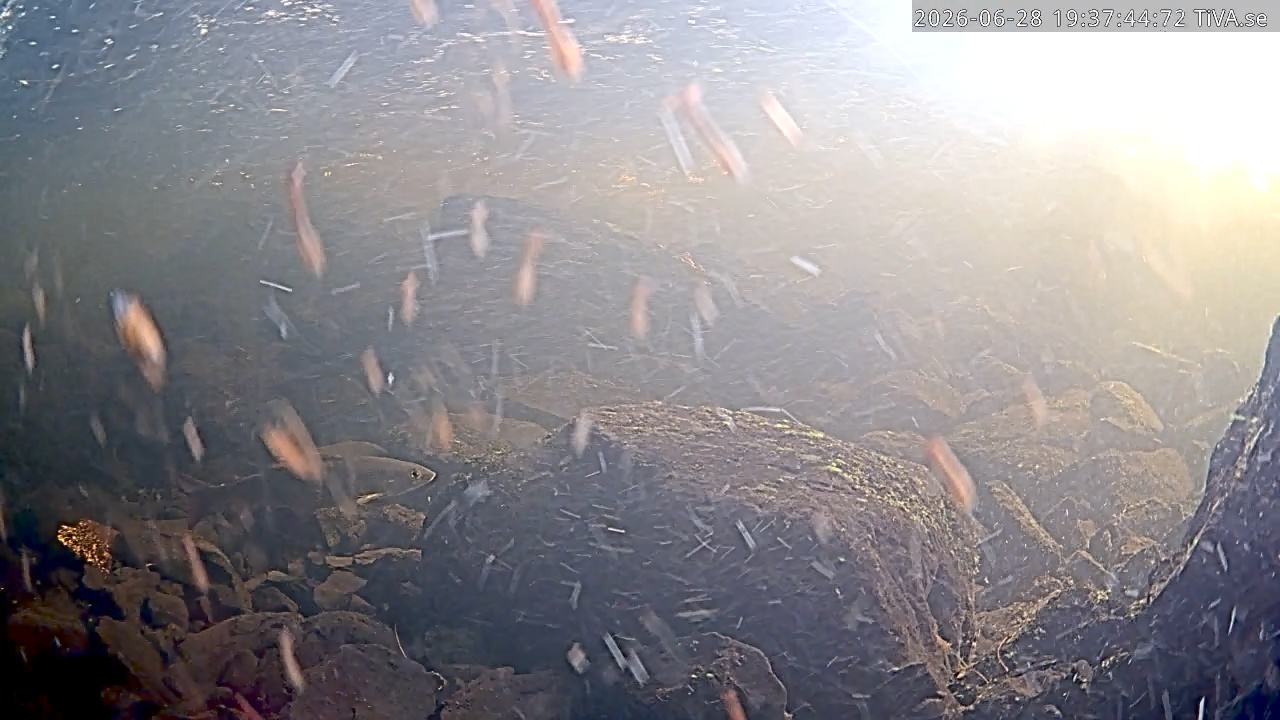 Video 2026-06-28 19:37