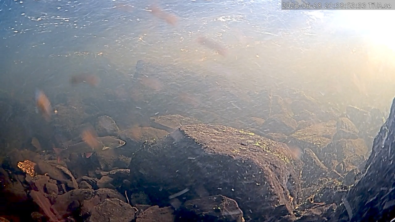 Video 2026-06-28 20:38