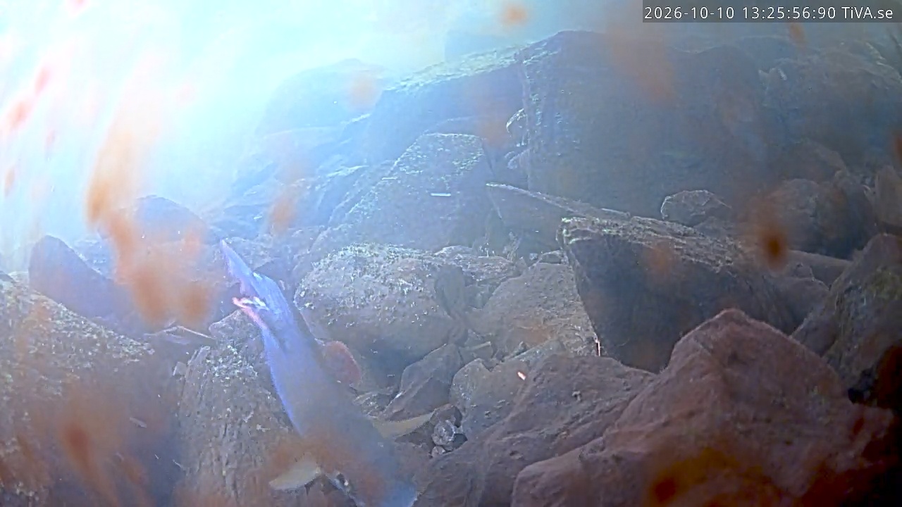 Video 2026-10-10 13:26