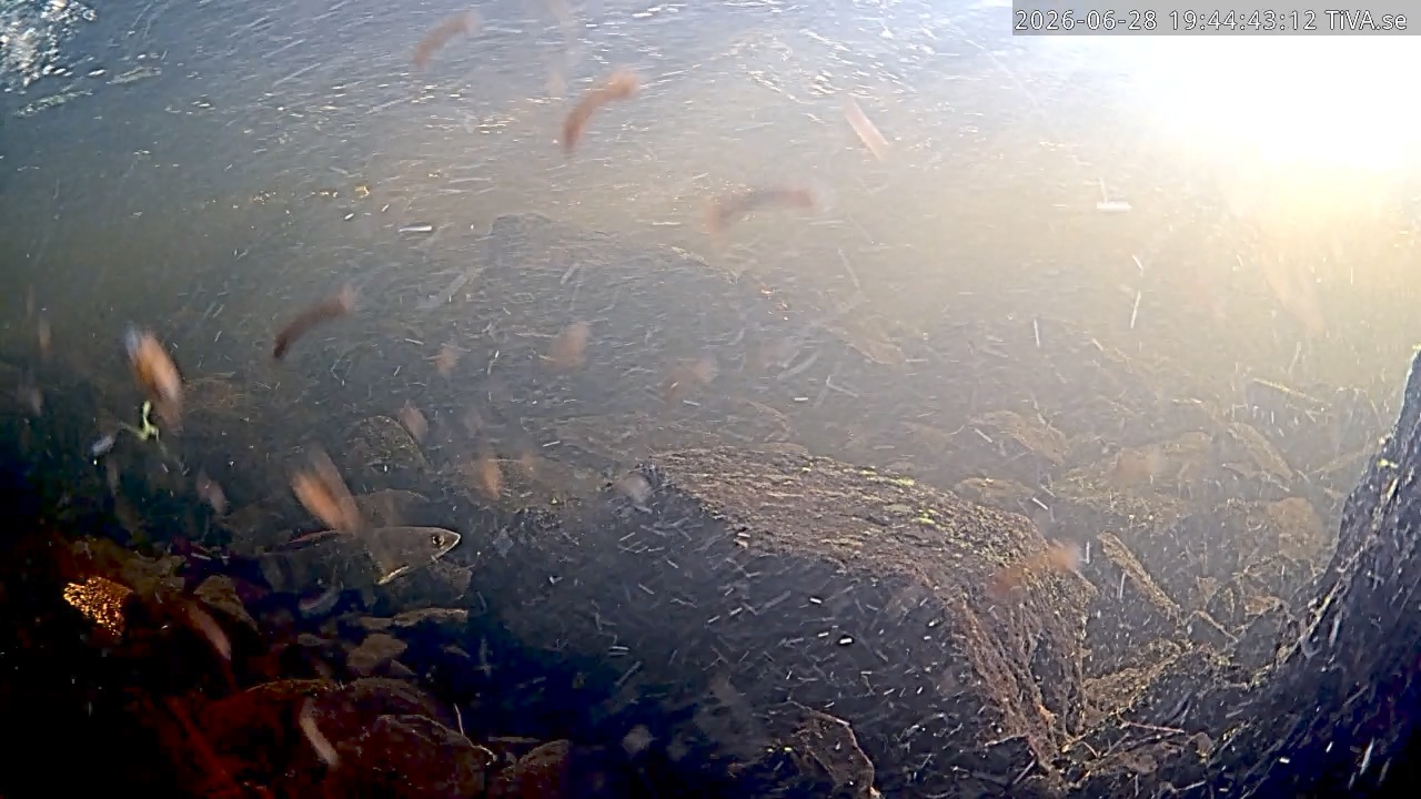 Video 2026-06-28 19:44