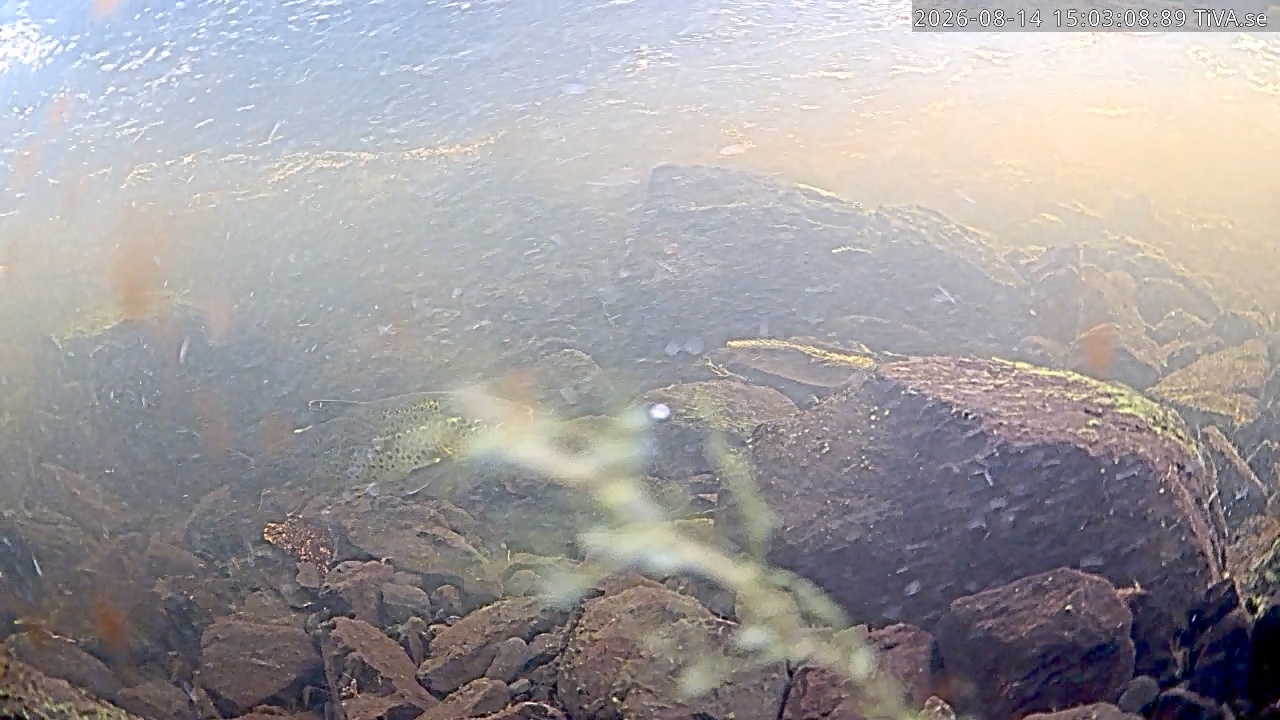 Video 2026-08-14 15:14