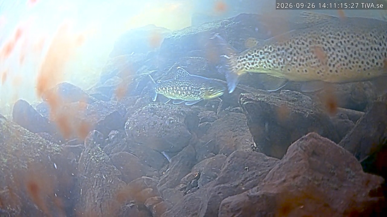 Video 2026-09-26 14:11