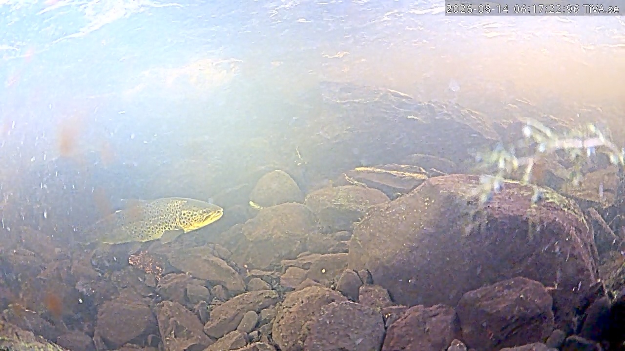 Video 2026-08-14 06:17