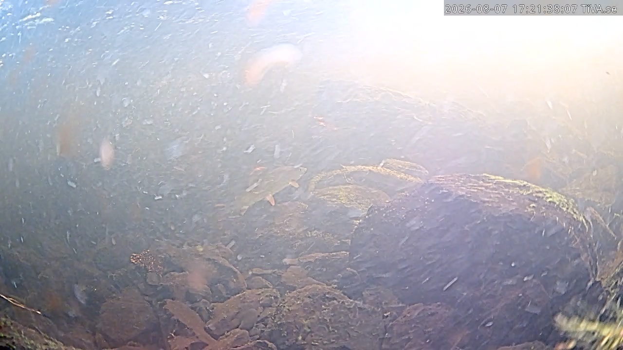 Video 2026-08-07 17:22