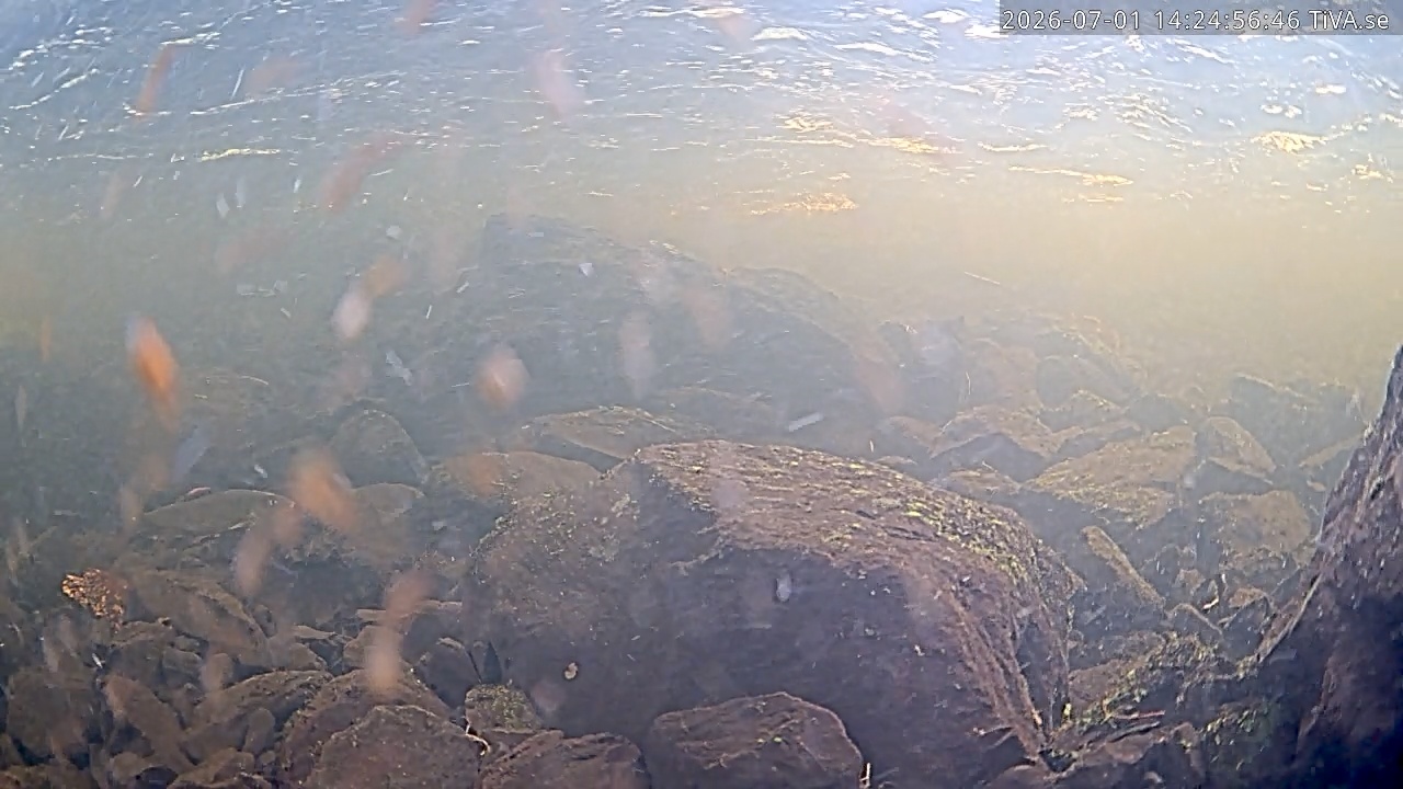 Video 2026-07-01 14:25