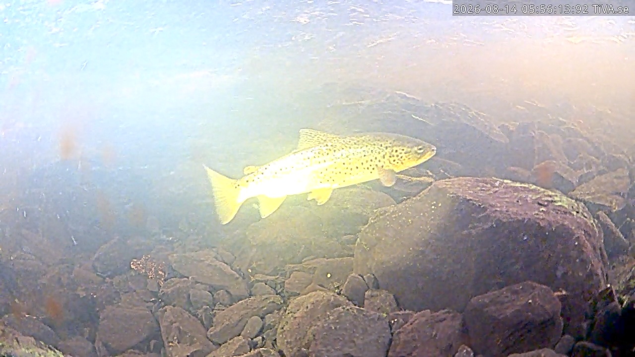 Video 2026-08-14 06:20