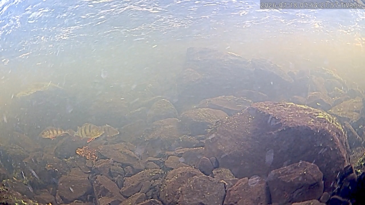 Video 2026-07-18 07:54