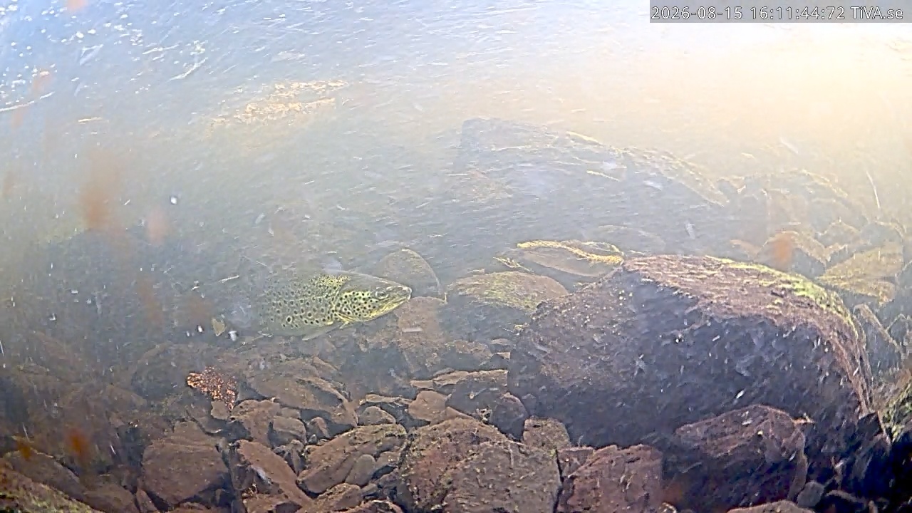Video 2026-08-15 16:17