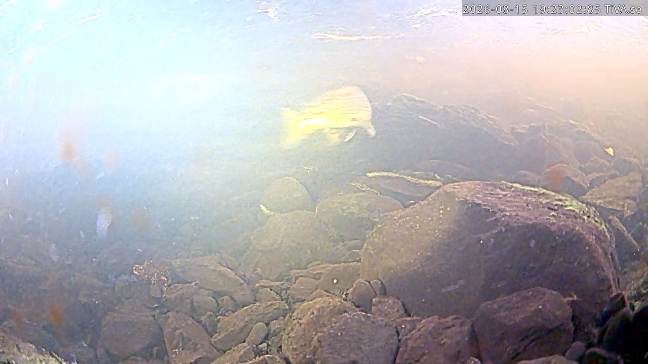 Video 2026-08-15 19:23