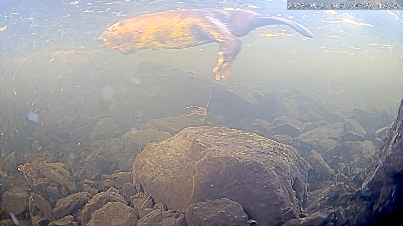 Video 2026-05-26 06:13