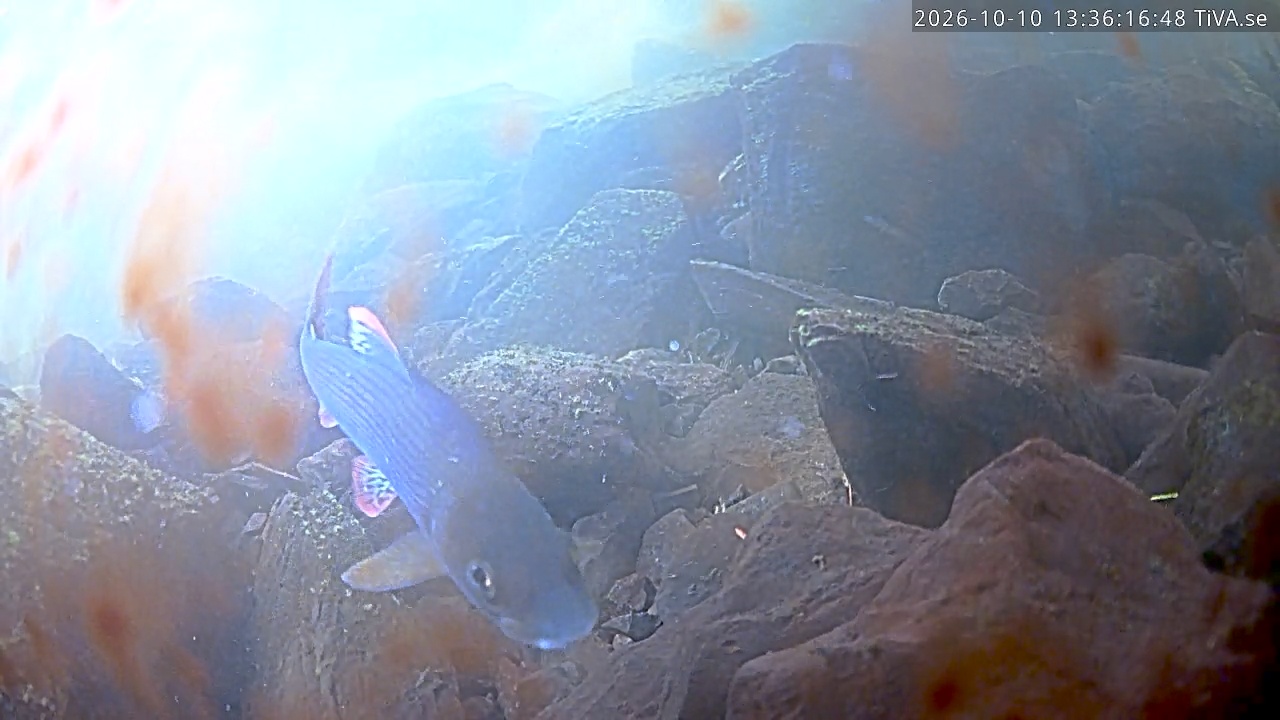 Video 2026-10-10 13:36