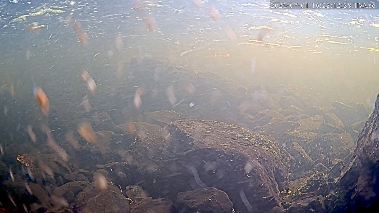 Video 2026-07-01 16:22