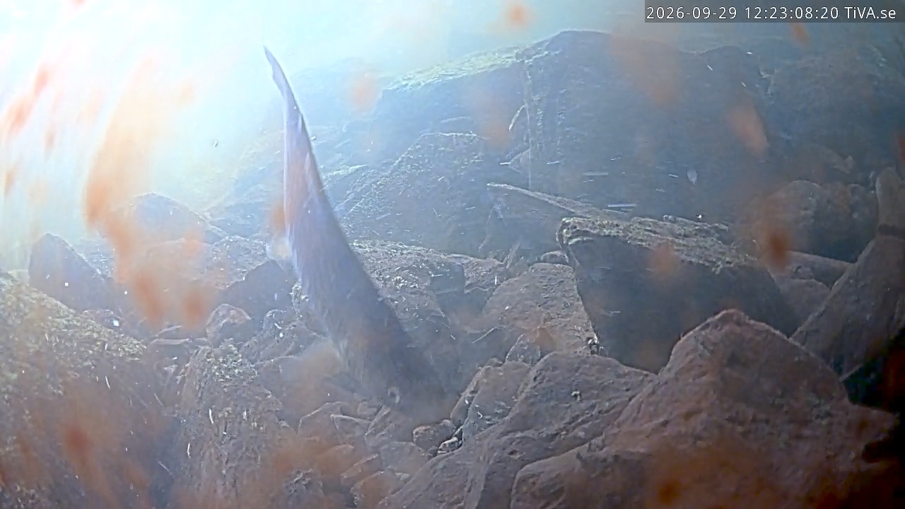 Video 2026-09-29 12:23