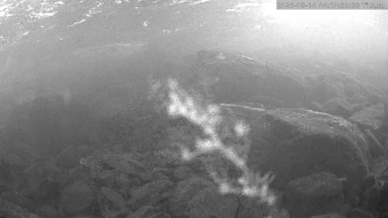 Video 2026-08-14 04:50