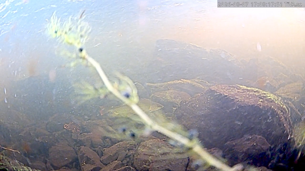 Video 2026-08-07 17:11