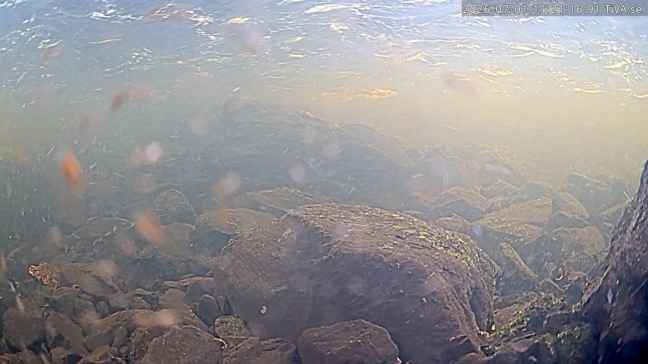 Video 2026-07-01 14:21