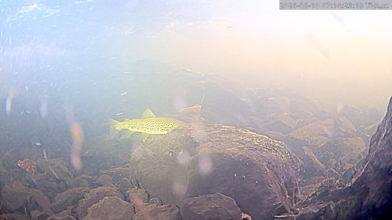 Video 2026-06-10 07:14