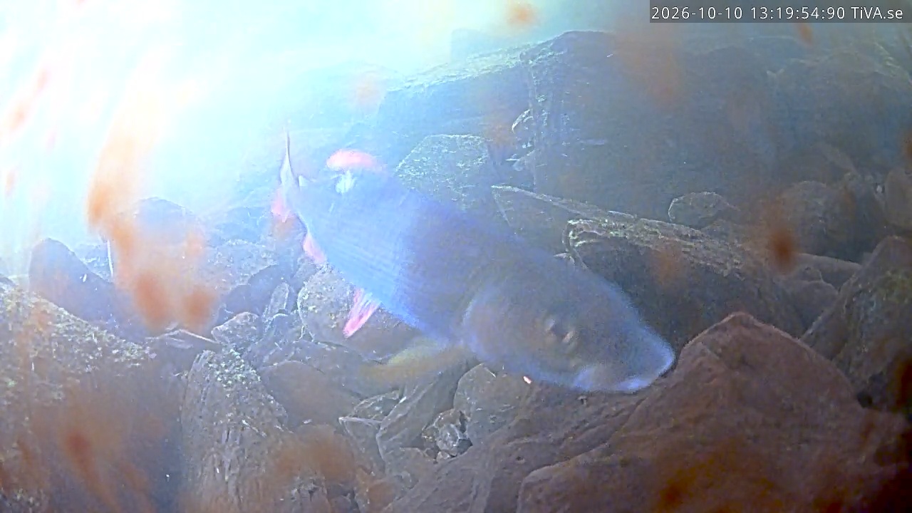 Video 2026-10-10 13:20