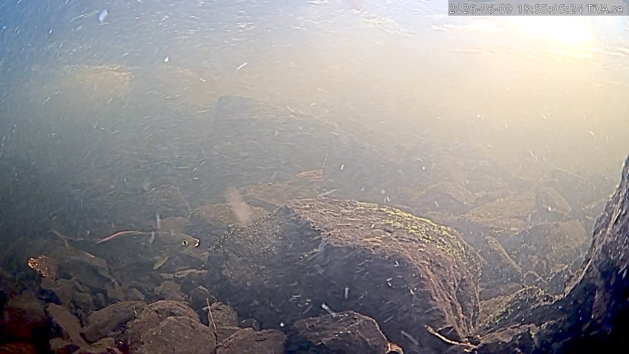 Video 2026-06-09 18:55