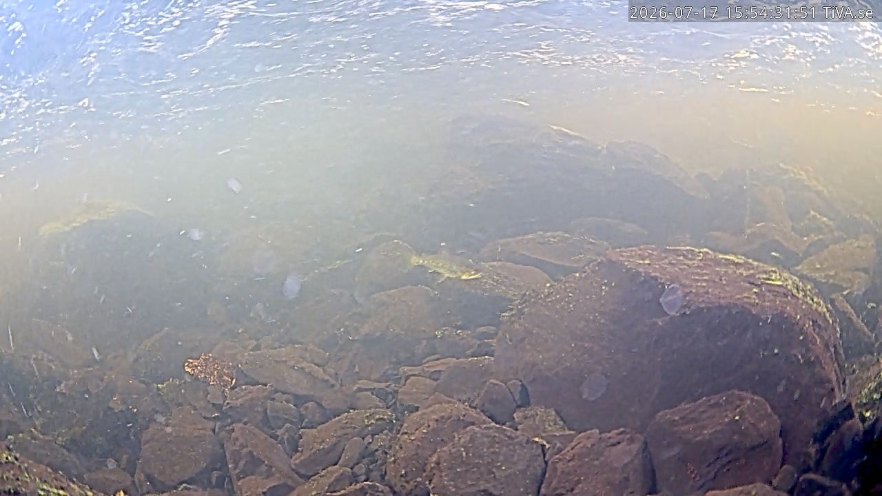 Video 2026-07-17 15:54