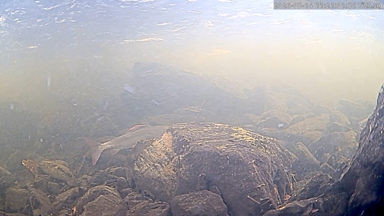 Video 2026-05-14 11:21