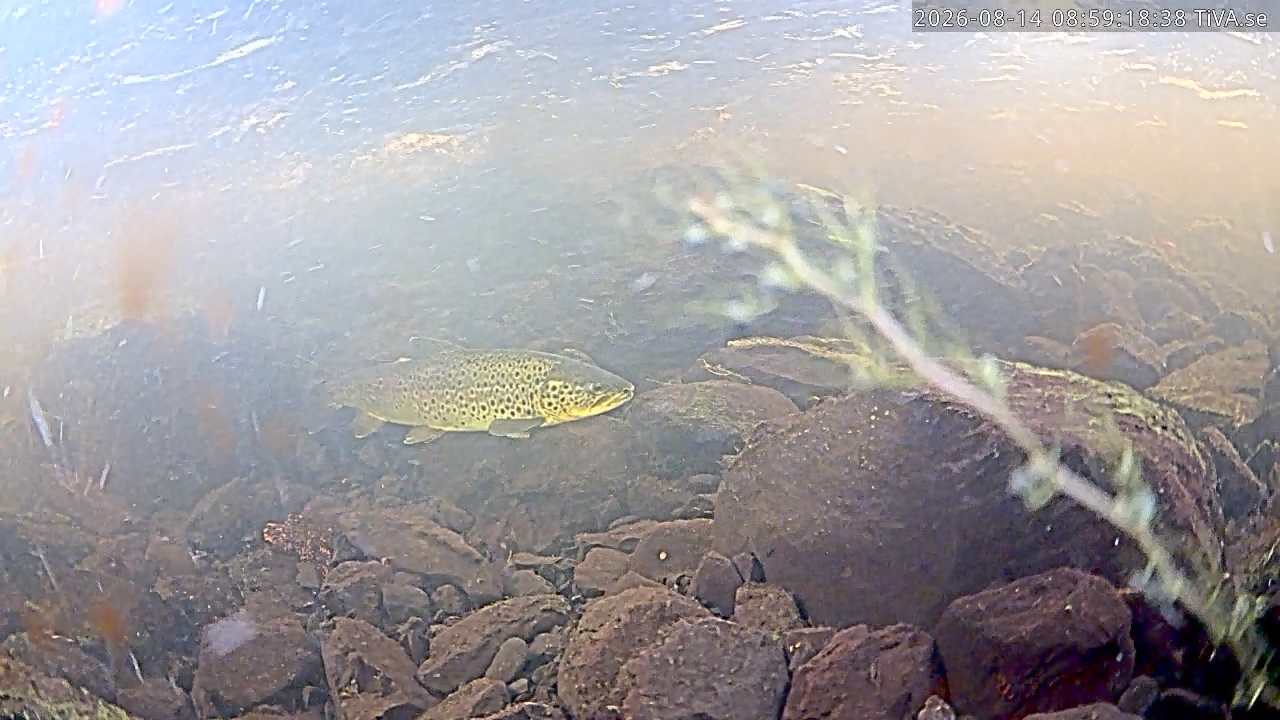 Video 2026-08-14 08:59