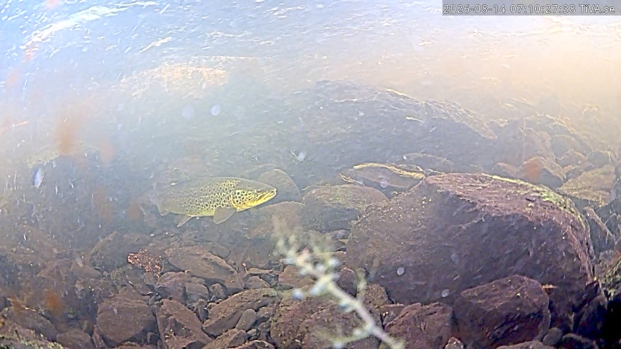 Video 2026-08-14 07:11