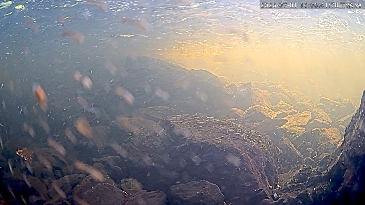 Video 2026-07-01 16:06