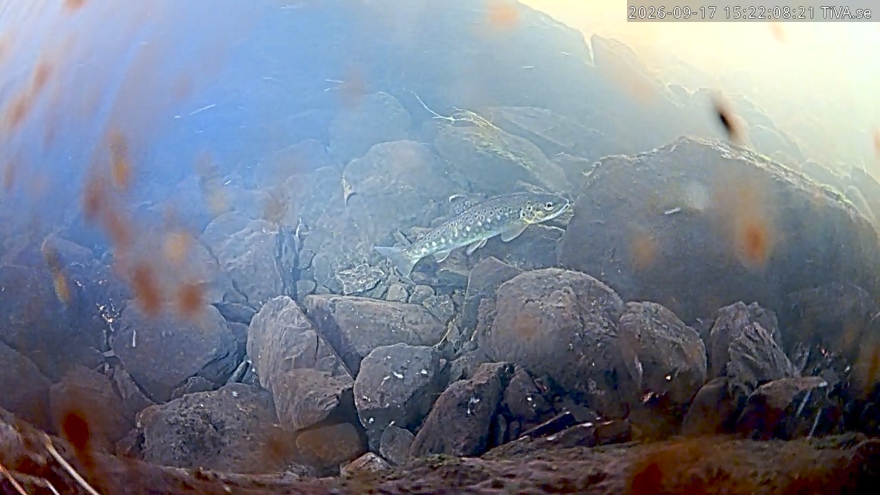 Video 2026-09-17 15:22